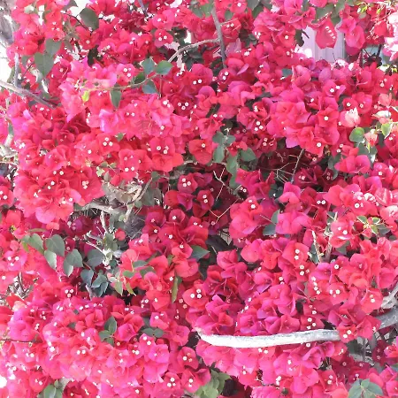 Apartment Garden *